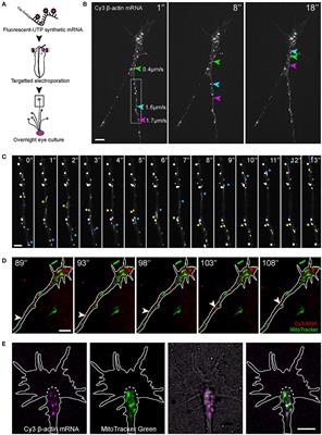 Cue-Polarized Transport of β-actin mRNA Depends on 3′UTR and Microtubules in Live Growth Cones